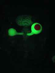 Super7 Teenage Mutant Ninja Turtles Ultimates Glow-in-the-Dark Mutagen Man Action Figure